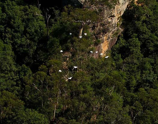 Cockatoos in the Grose Valley, Blue Mountains